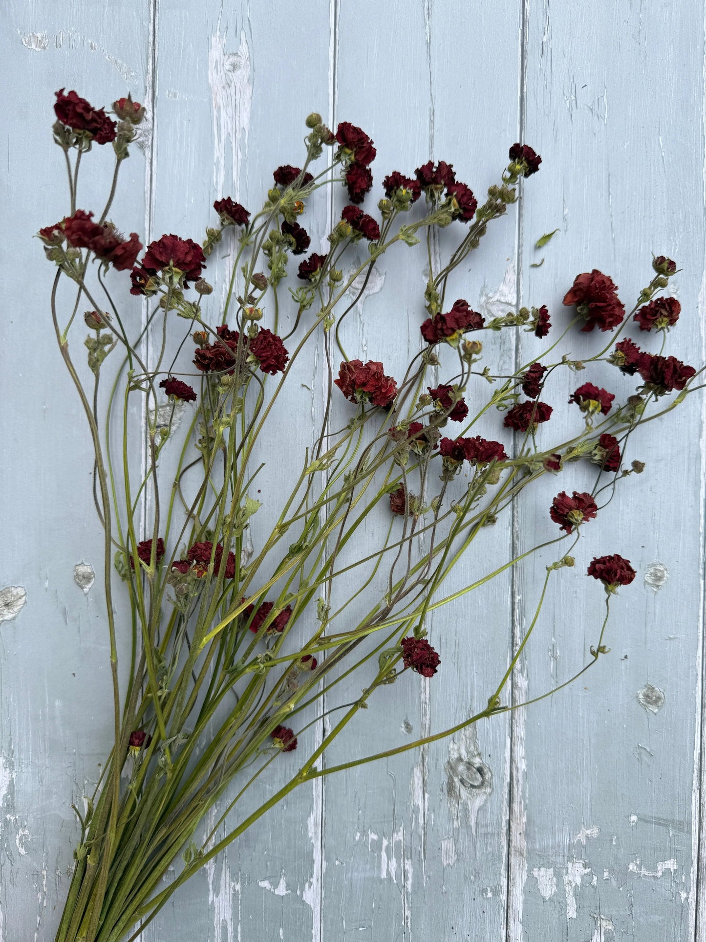 Geums 'Mrs Bradshaw' Dried