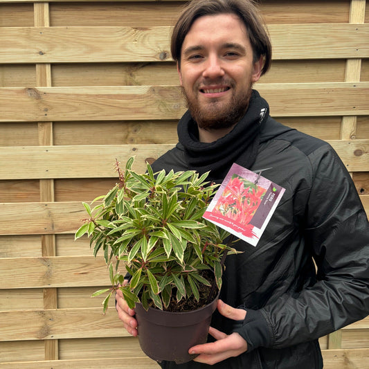 Pieris Japonica ‘Flaming Silver’ 9cm-3L