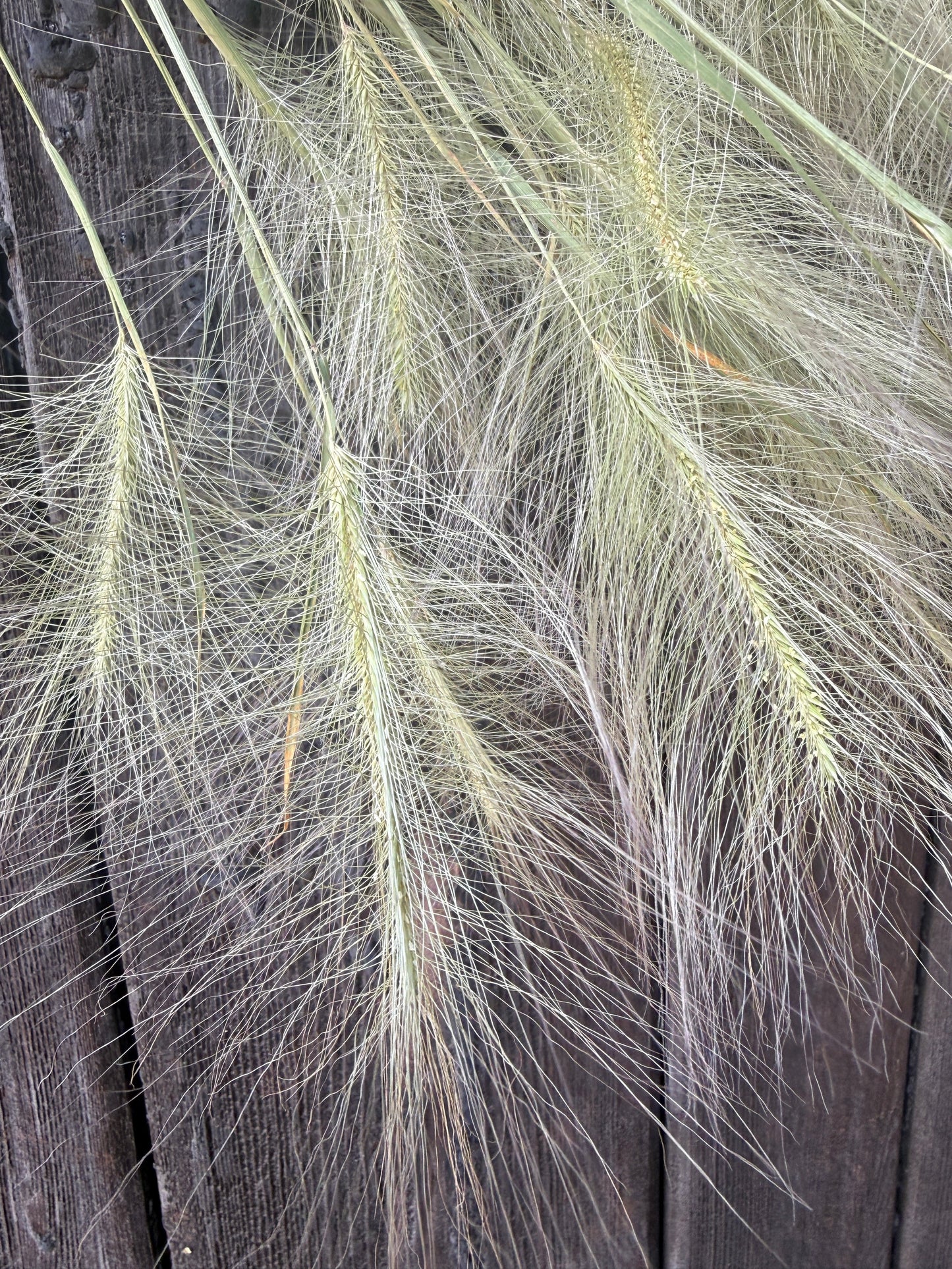 Hordeum Jubatum Dried | Foxtail Barley | Norfolk Grown