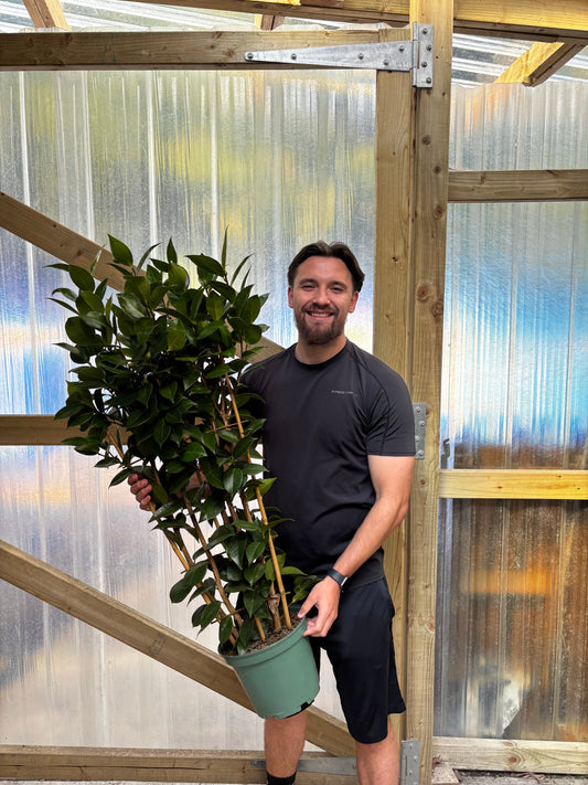 Camellia japonica Bonomiana 40-50cm / 90-100cm