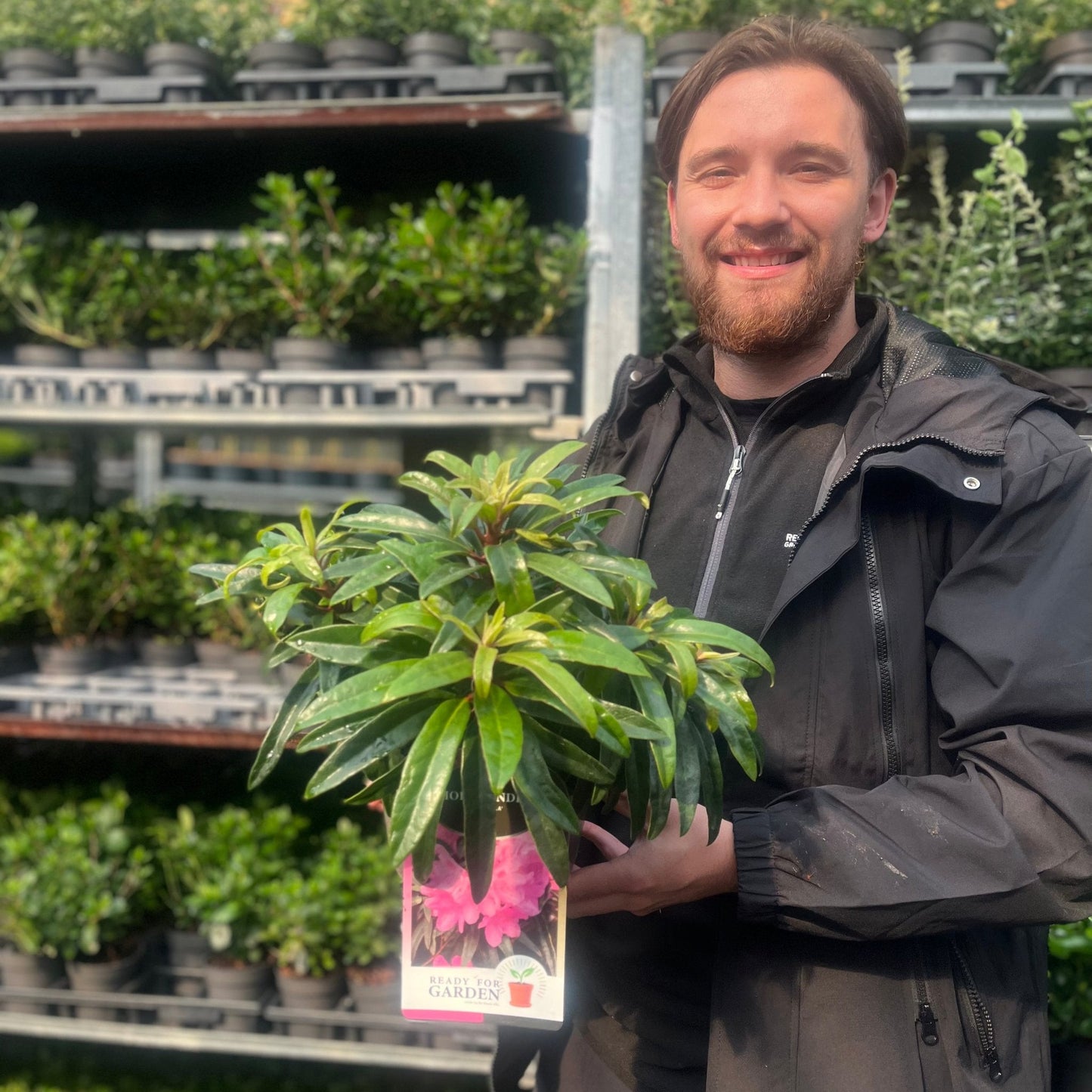 Rhododendron 'Graziella' 3L / 5L