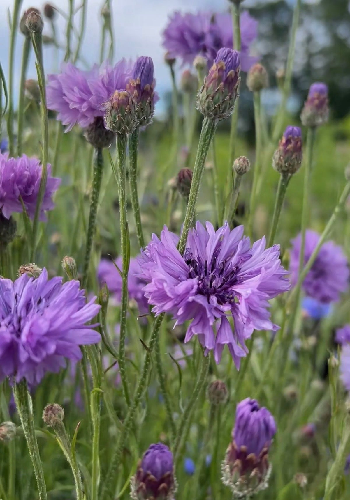 Cornflower Mauve Boy