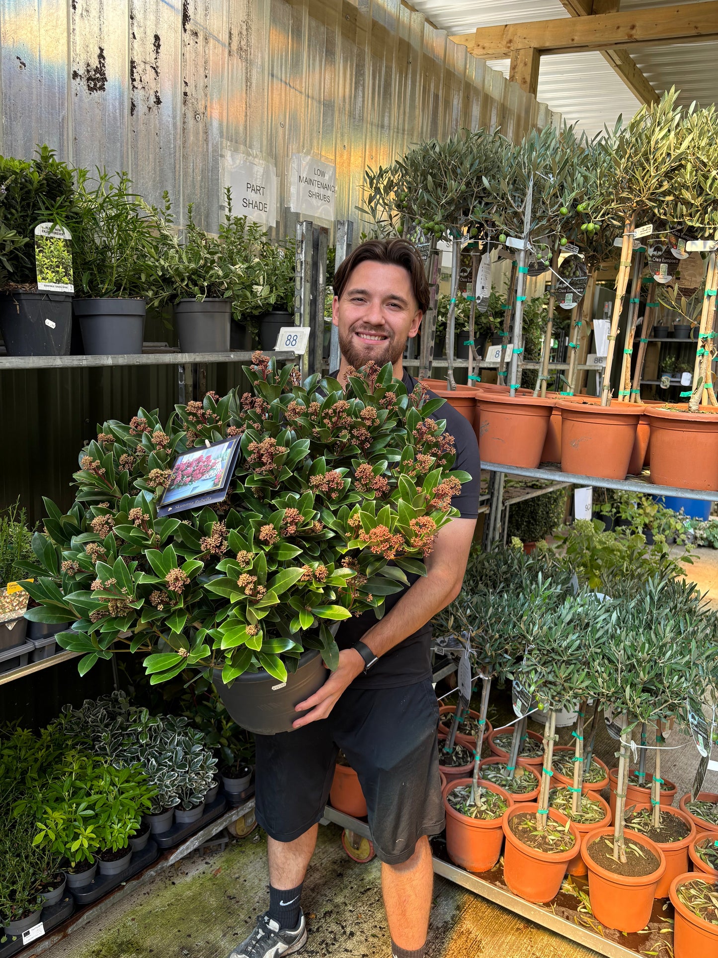 Skimmia japonica Rubella 9cm-12L