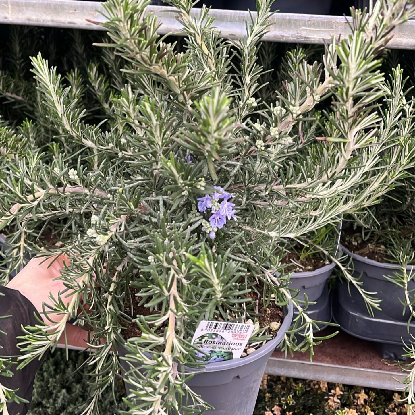 Rosmarinus officinalis 'Prostratus Group' 9cm-2L