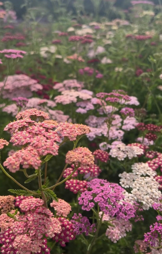 Achillea Pastel Mixed