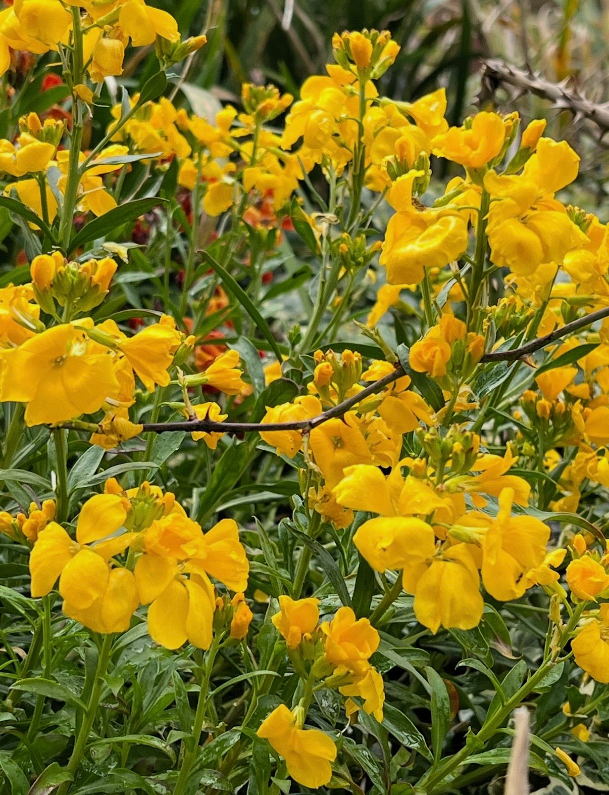 Wallflower Cloth of Gold