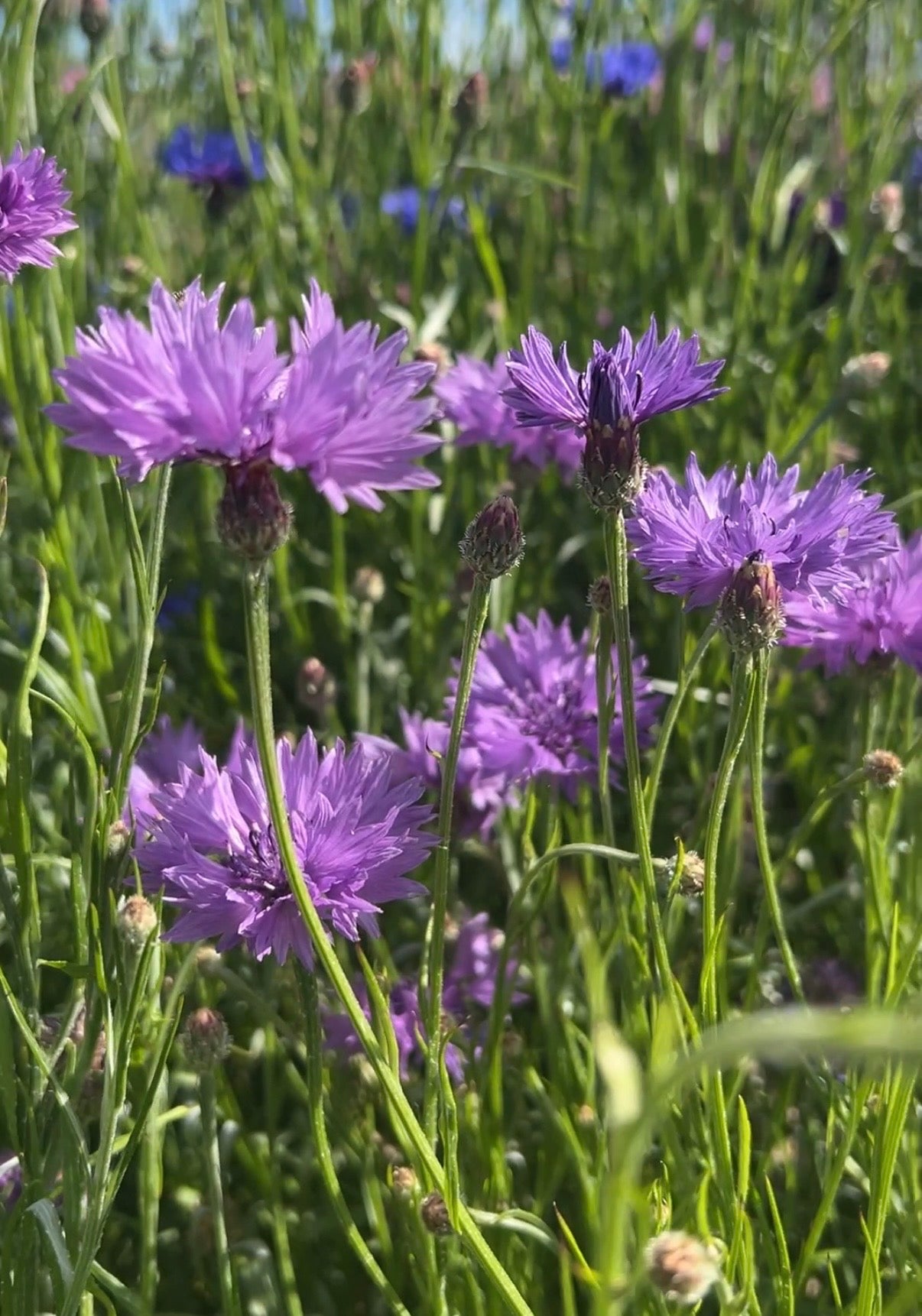 Cornflower Mauve Boy