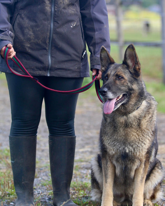 Cushion Web 1m Padded Lead