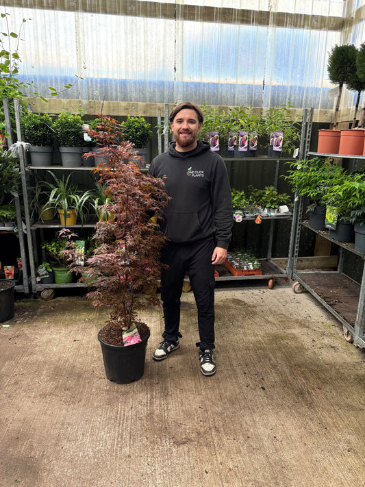 Acer palmatum Skeeter's Broom 3L / 20L