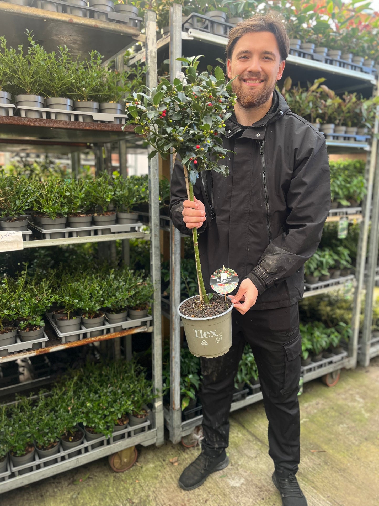 Standard Holly Tree | Ilex meserveae 'Blue Maid'