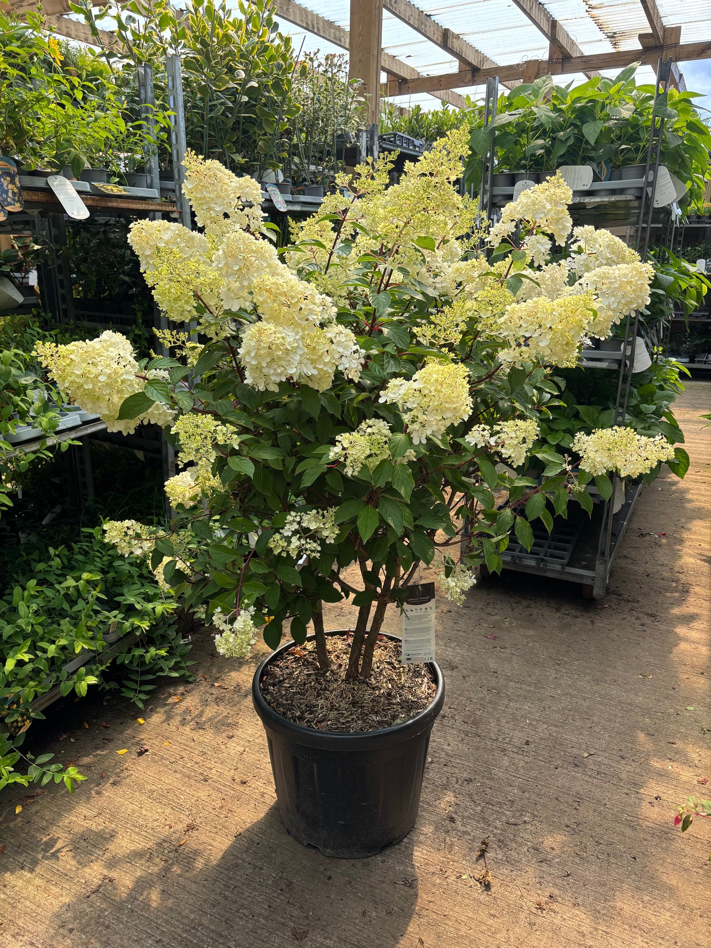 Hydrangea paniculata 'Vanille Fraise' 9cm / 2L / 3L