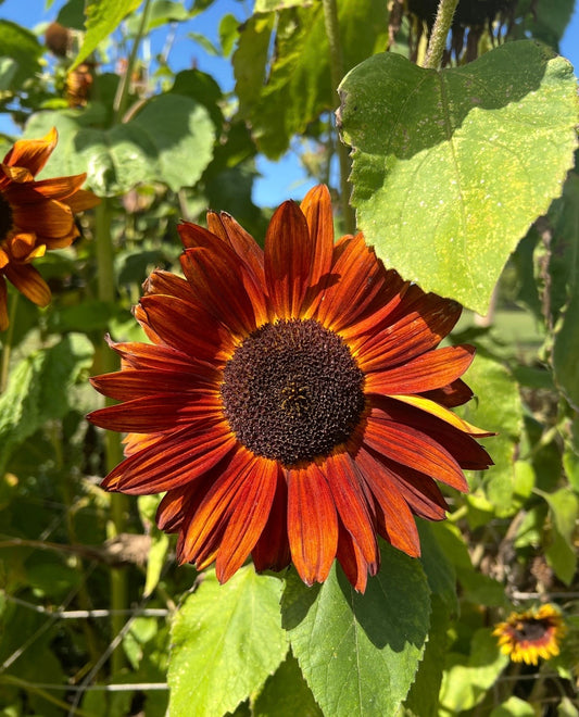 Sunflower Red Sun