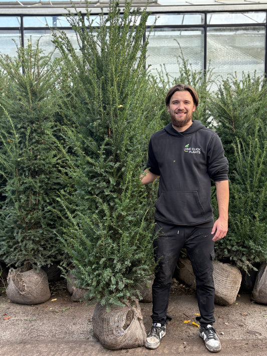 Taxus baccata Rootball (English Yew)