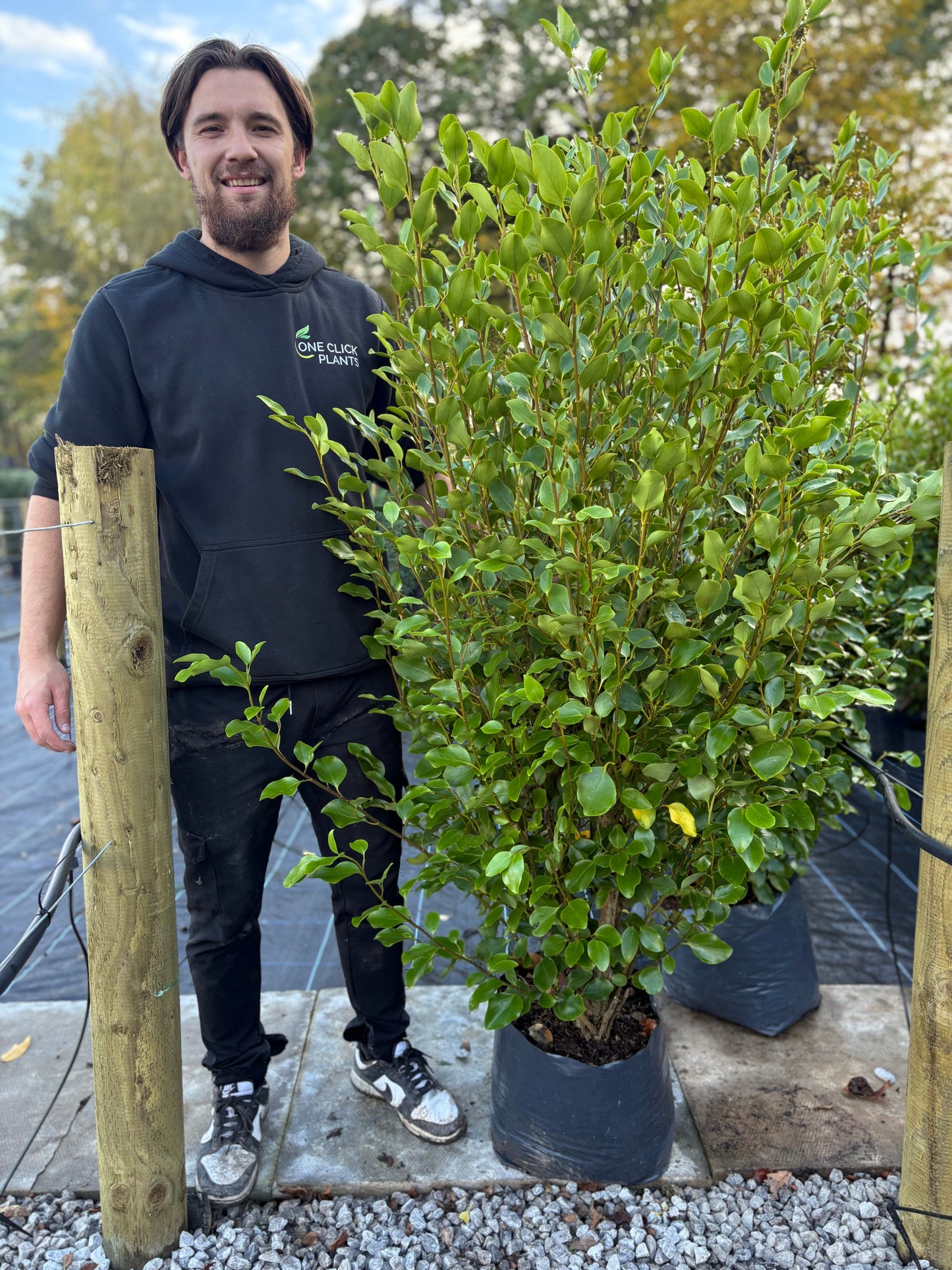 5-6ft Griselinia llitoralis (150-180cm) 12L