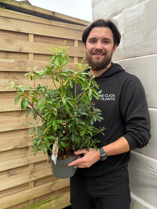 Pieris japonica 'Valley Valentine’ 2L (50-60cm)