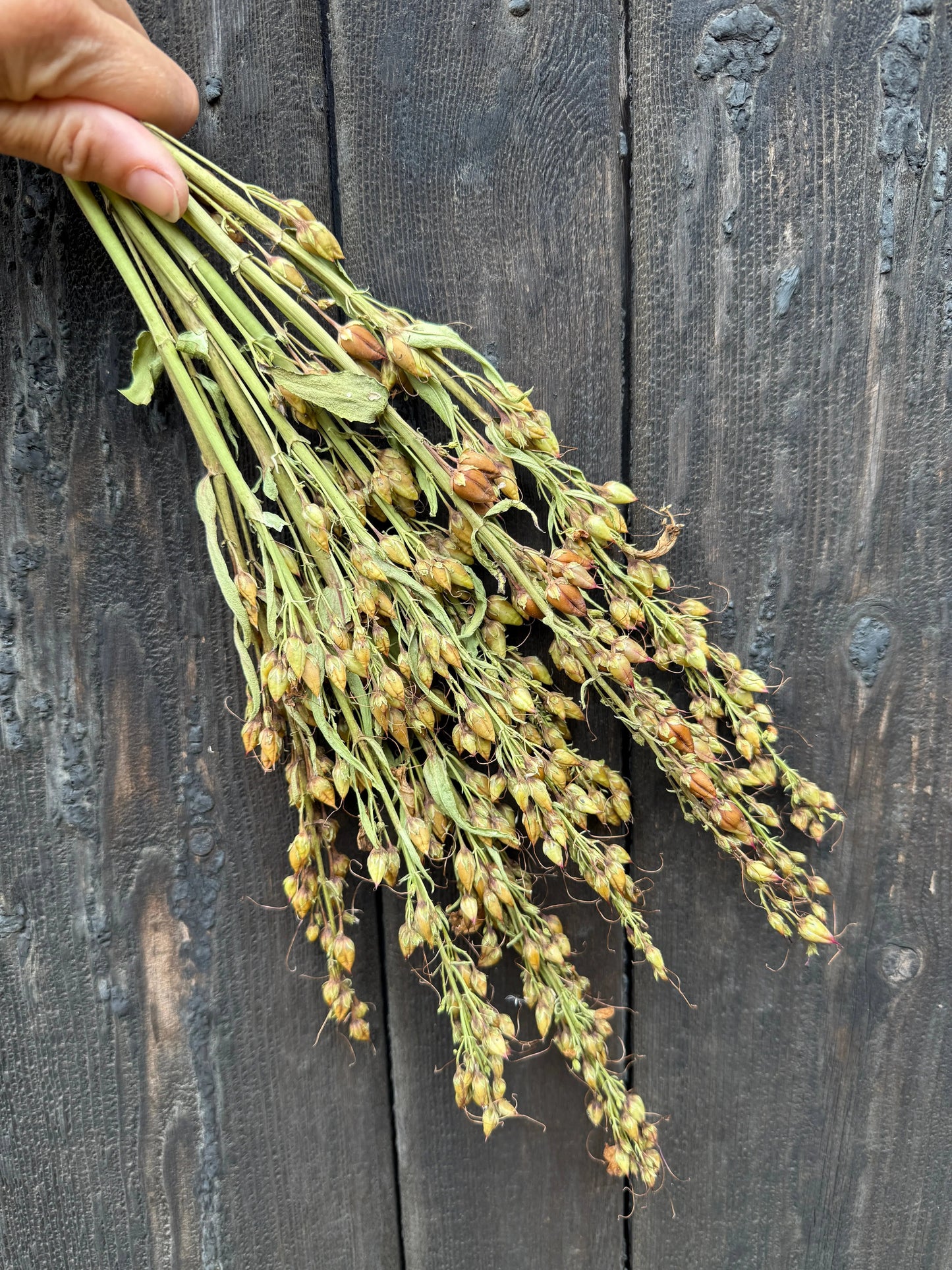 Penstemon Dried