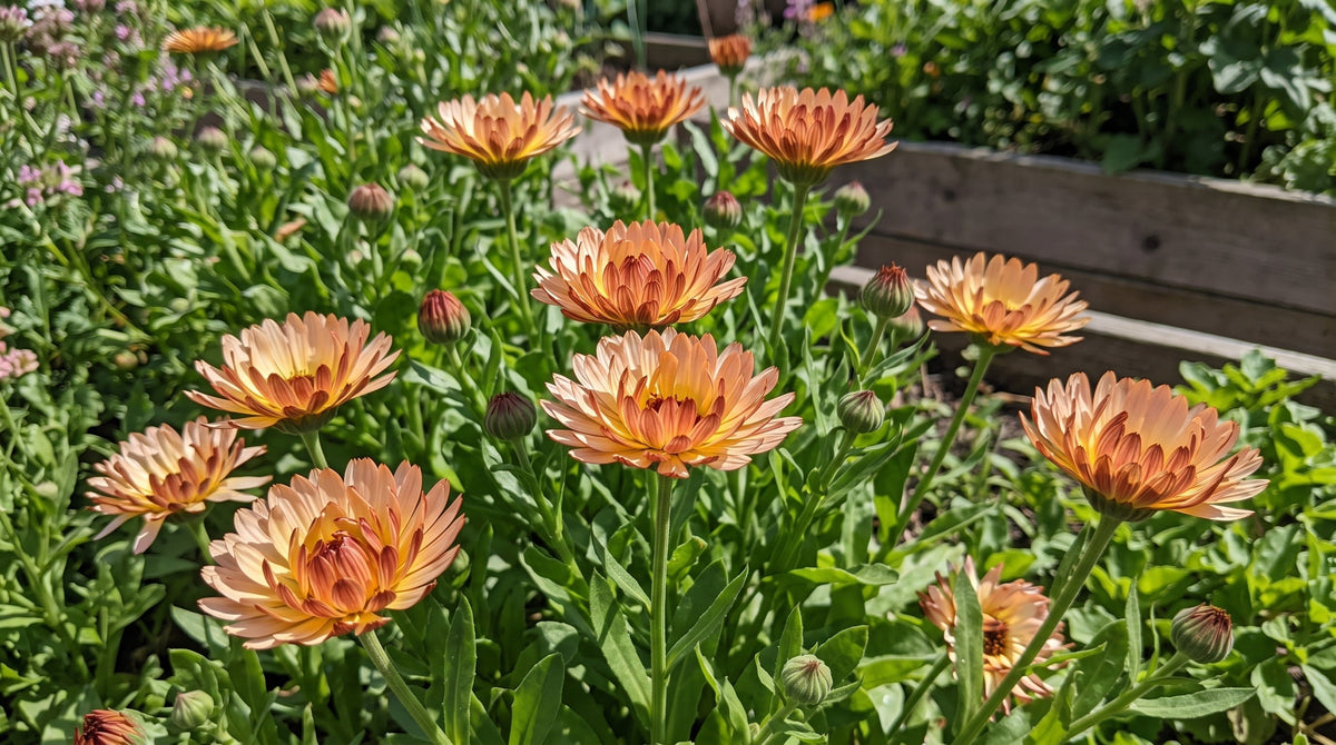 Calendula Bronzed Beauty