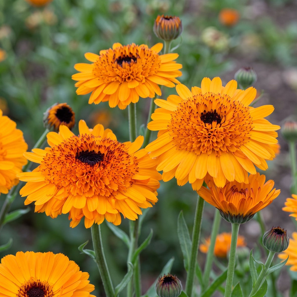 Calendula Crown Orange