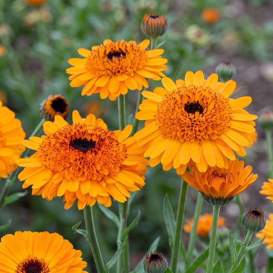 Calendula Crown Orange
