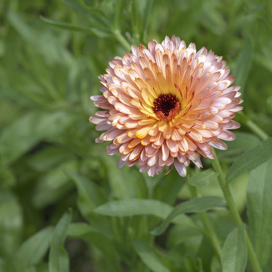 Calendula Pink Surprise