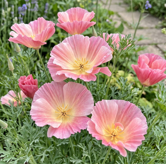 Poppy Californian Thai Rose Chiffon