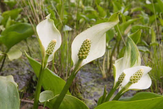 Calla palustris (Bog or Water arum) - Marginal Pond Plants - MP013