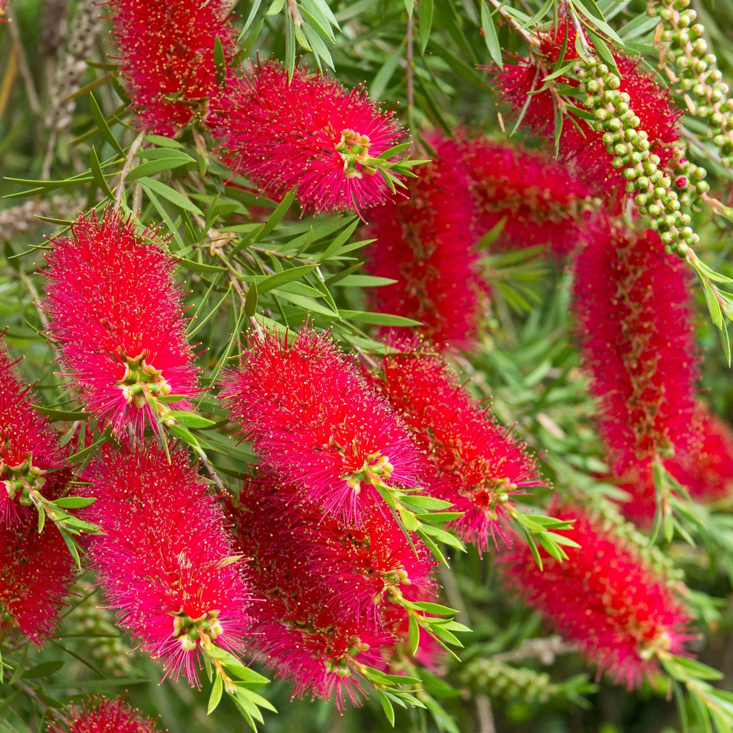 Standard Callistemon 'Kingpark' (Bottle Brush) 4L (90-100cm)
