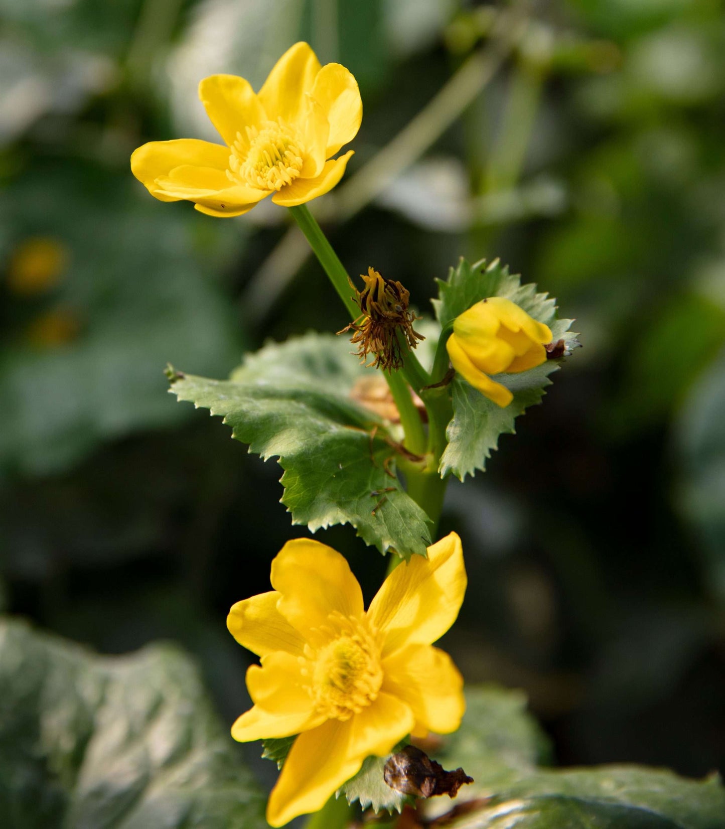 Caltha palustris (Marsh marigold) - Marginal Pond Plants - MP014