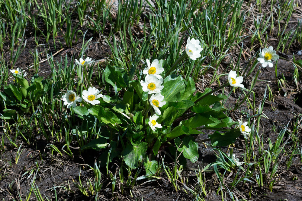 Caltha palustris (Leptosepala) - Marginal Pond Plants - MP016