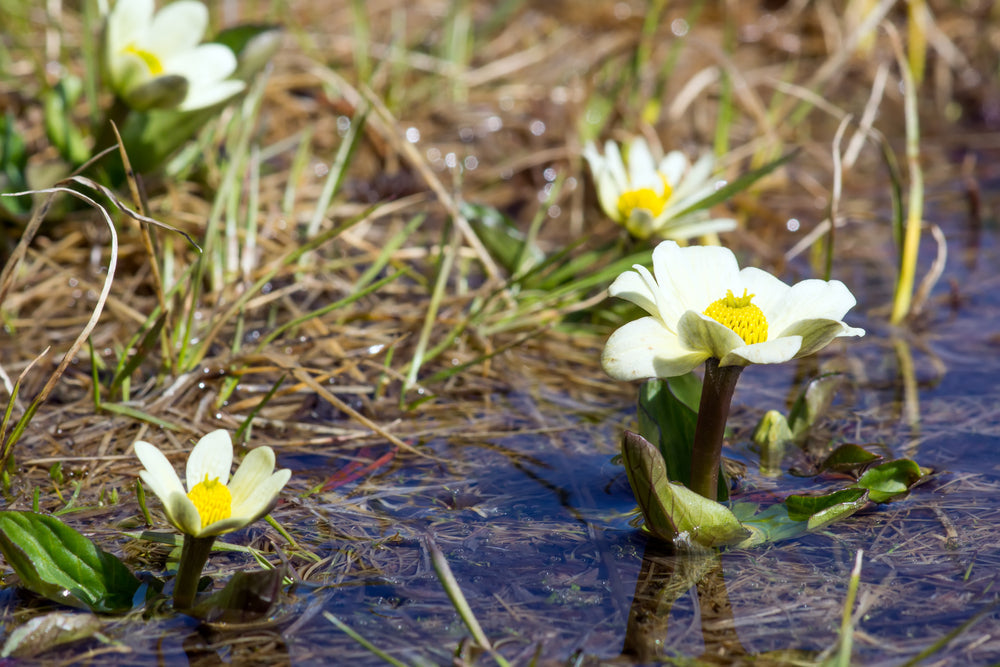 Caltha palustris (Leptosepala) - Marginal Pond Plants - MP016