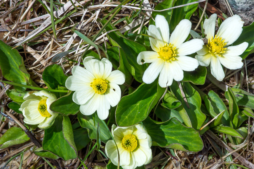 Caltha palustris var. leptosepala