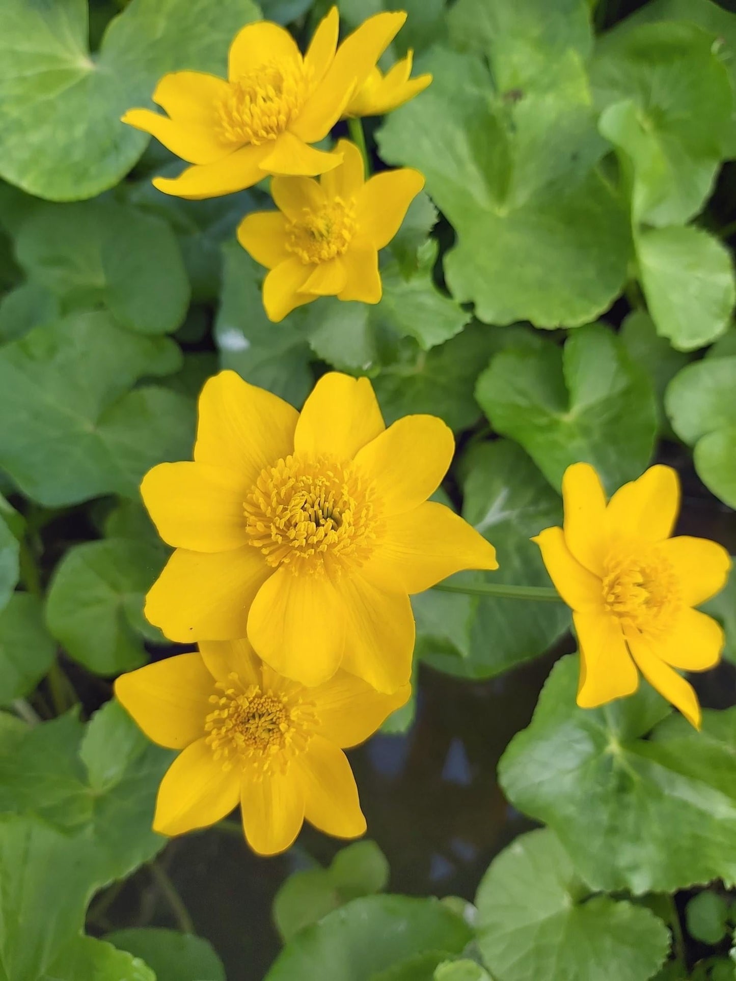 Caltha palustris polypetala (Giant king cup) - Marginal Pond Plants - MP018
