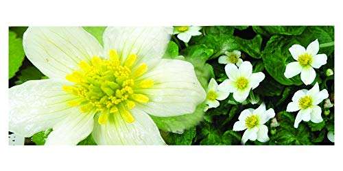 Caltha palustris alba (White marigold) - Marginal Pond Plants - MP015