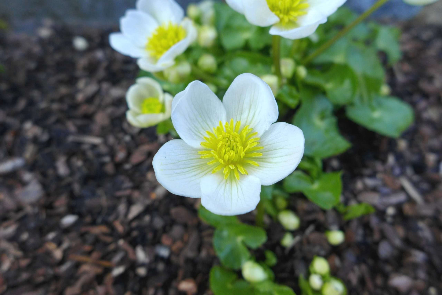 Caltha palustris alba (White marigold) - Marginal Pond Plants - MP015