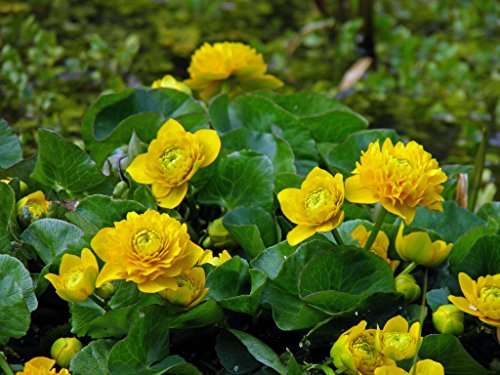 Caltha palustris plena