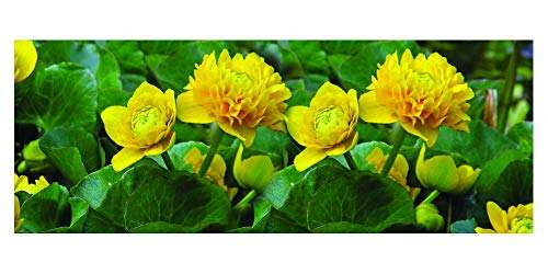 Caltha palustris plena (Double marsh marigold) - Marginal Pond Plants - MP017