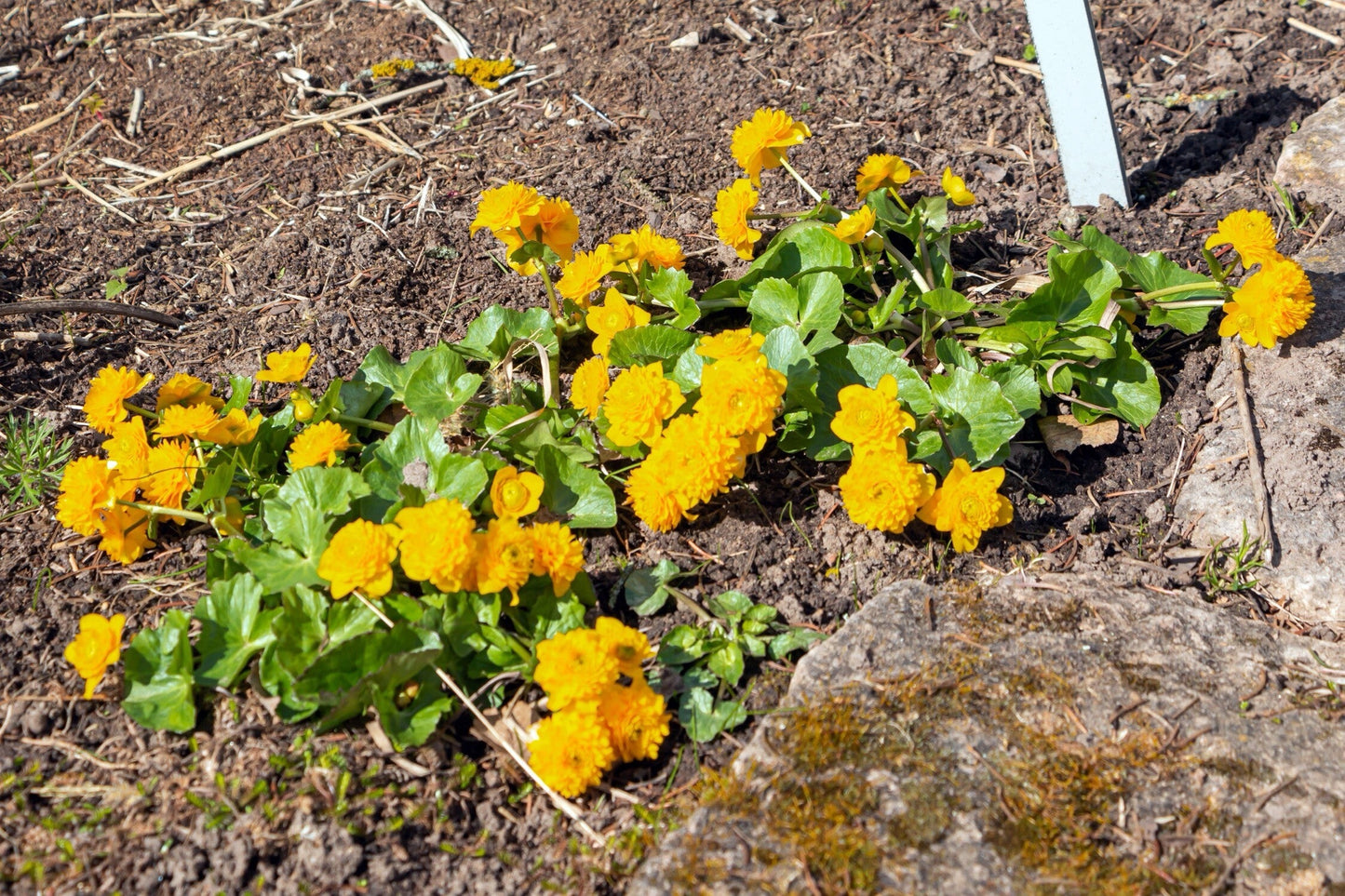 Caltha palustris plena