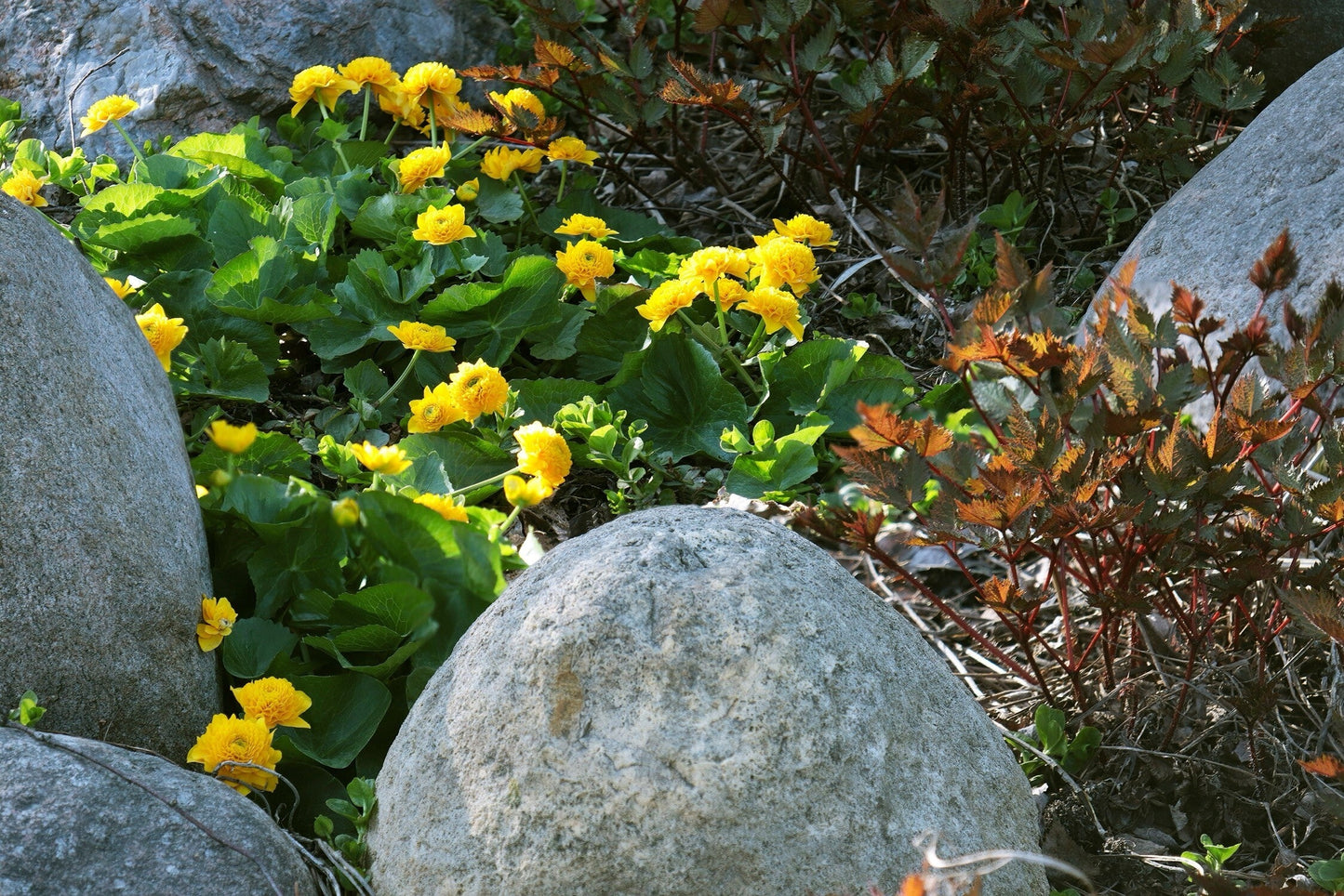 Caltha palustris plena