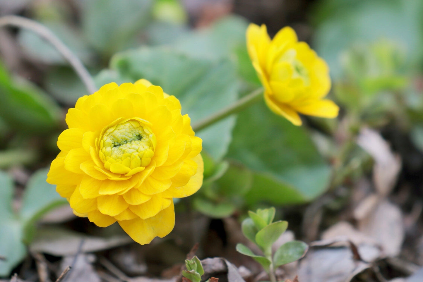 Caltha palustris plena