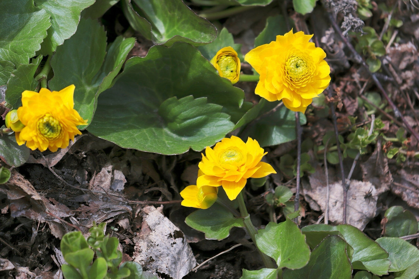 Caltha palustris plena