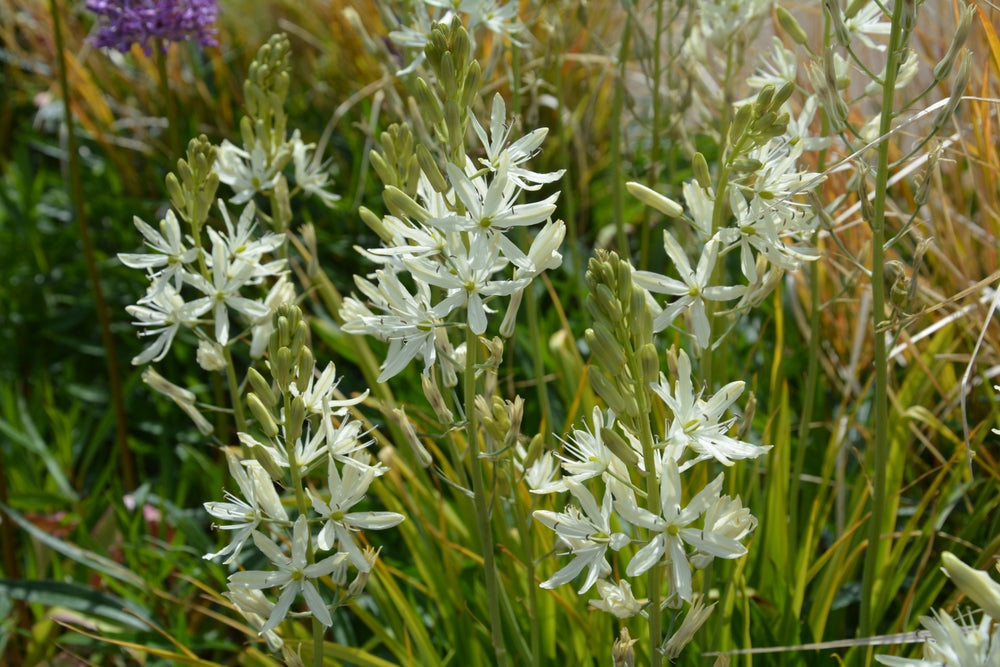 Camassia leichtlini ‘ALBA’ (Common camas lily) - Marginal Pond Plant - BP021