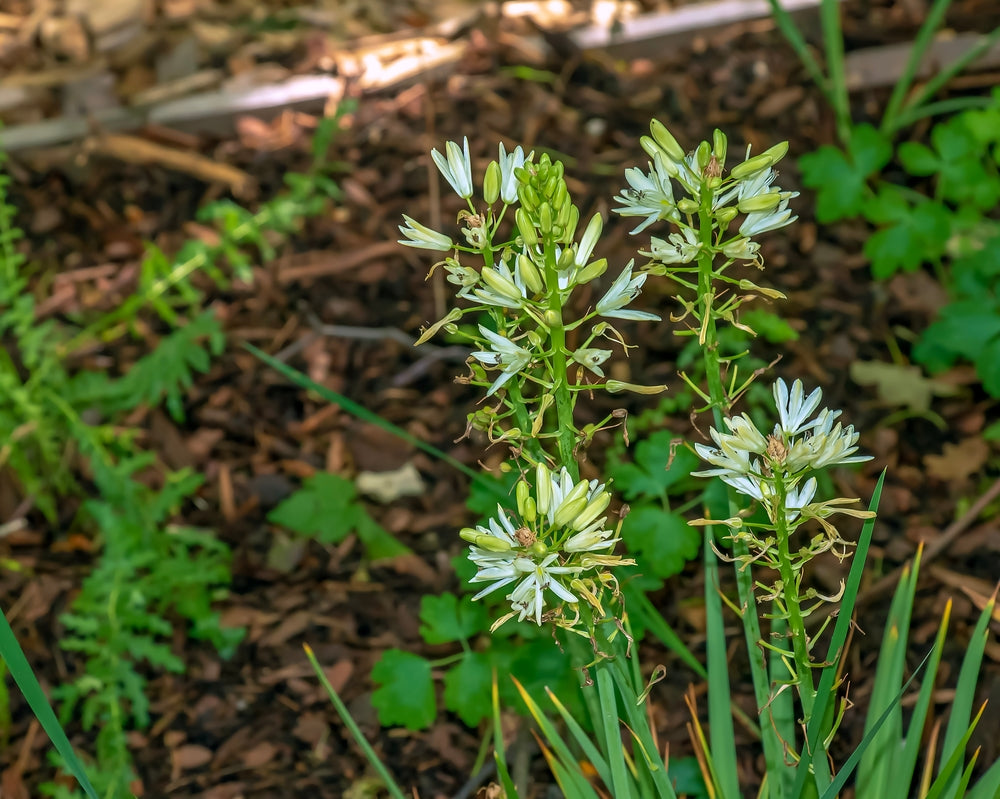 Camassia leichtlini ‘ALBA’ (Common camas lily) - Marginal Pond Plant - BP021
