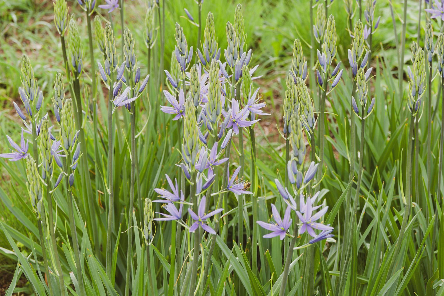 Camassia esculenta ‘Quamash’ - Marginal Pond Plant - BP020