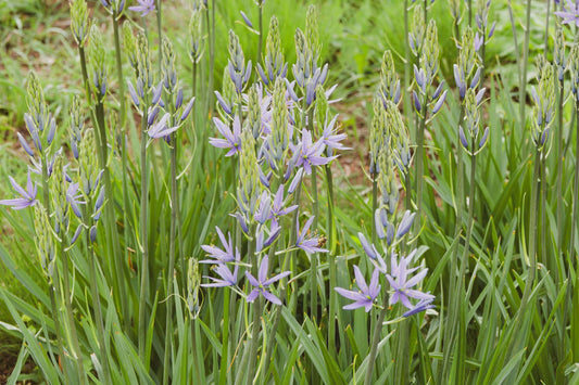 Camassia esculenta ‘Quamash’ - Marginal Pond Plant - BP020