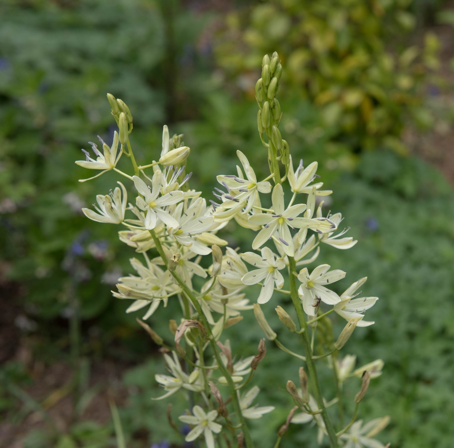Camassia leichtlini ‘ALBA’ (Common camas lily) - BP021 Packs
