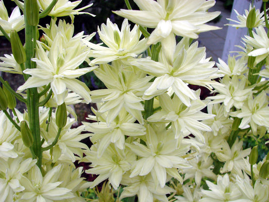 Camassia leichtlini ‘ALBA’ (Common camas lily) - BP021 Packs