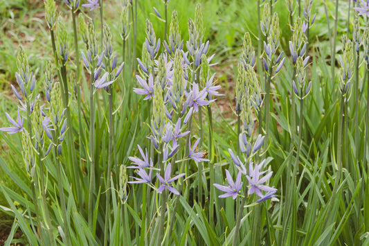 Camassia esculenta ‘Quamash’ - BP020 Packs