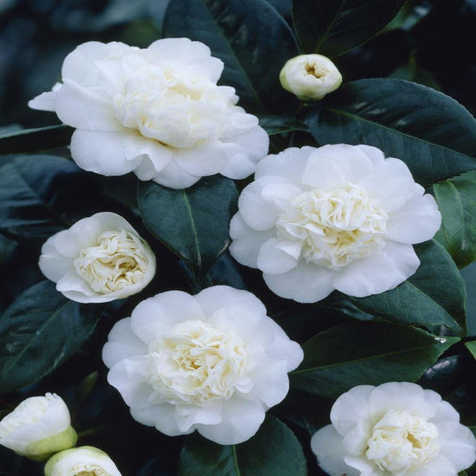Camellia japonica 'Nobilissima' 9cm, 20-30cm height