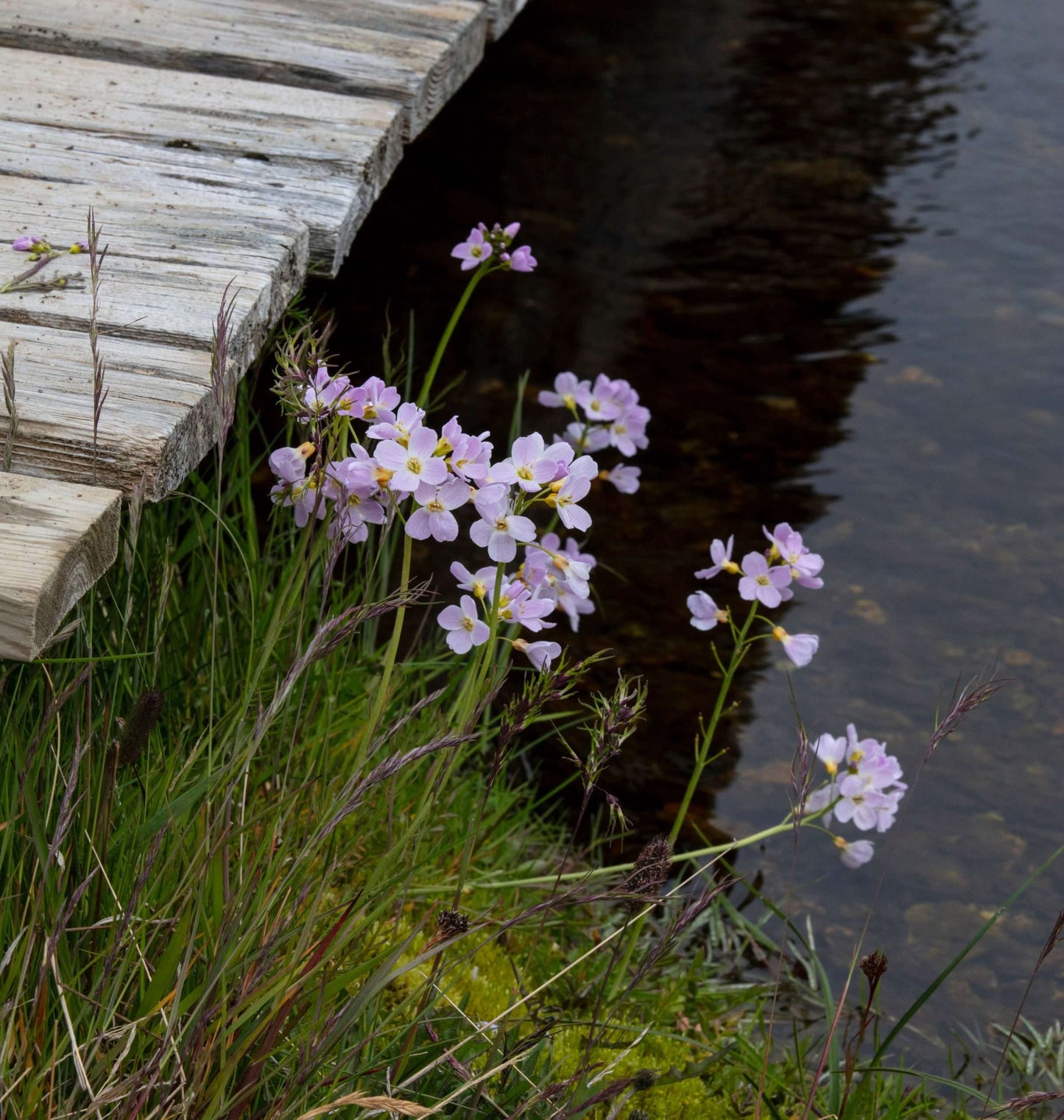 Cardamine pratensis (Lady’s smock) - Marginal Pond Plants - MP019