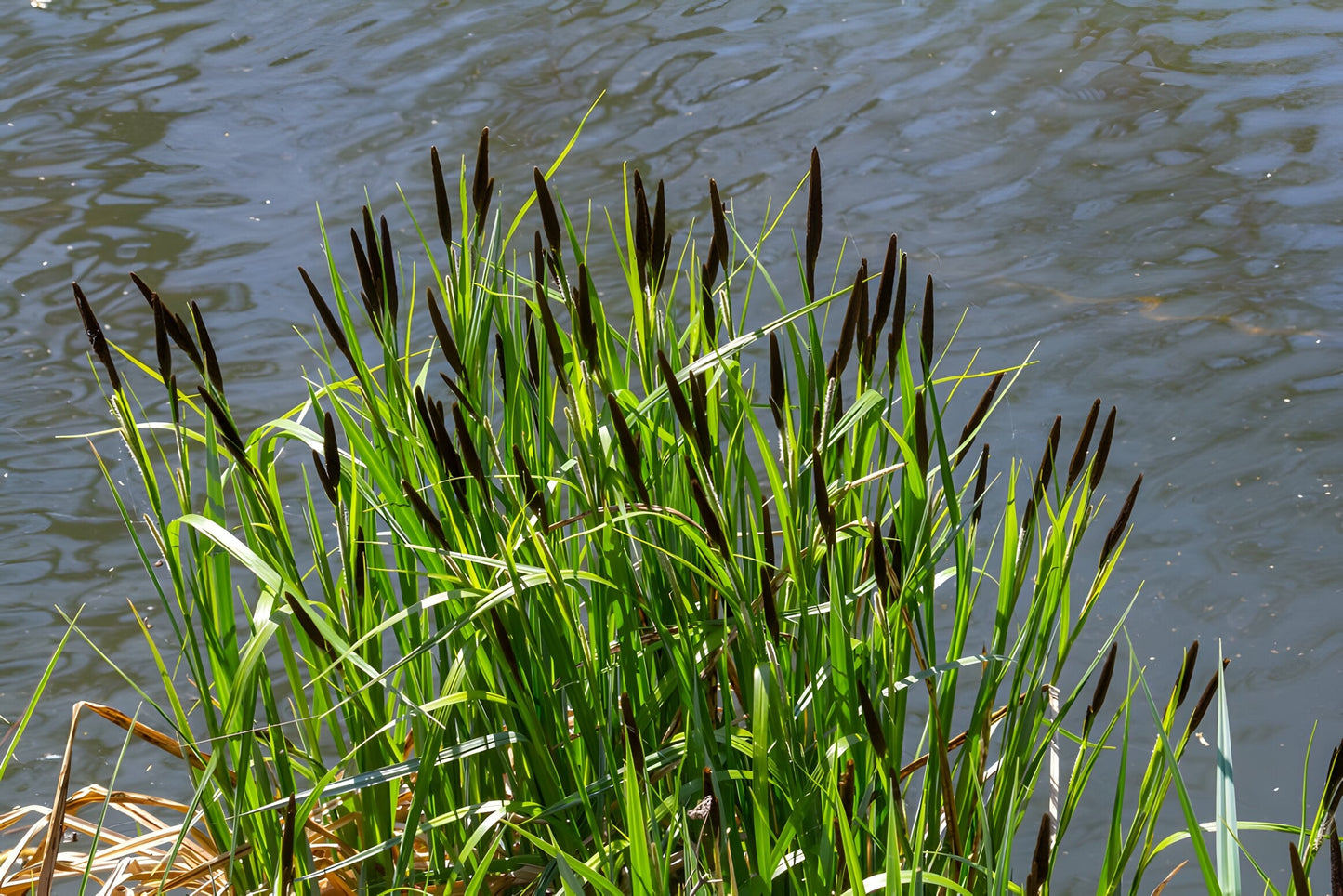 Carex acuta
